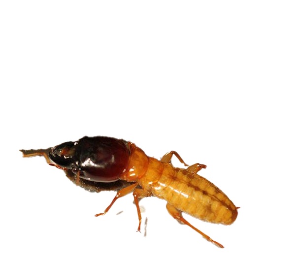 سمپاشی موریانه